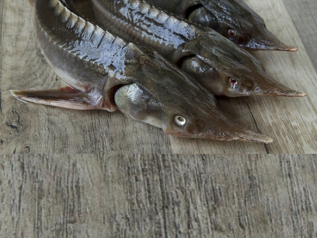 Cá Tầm sống
