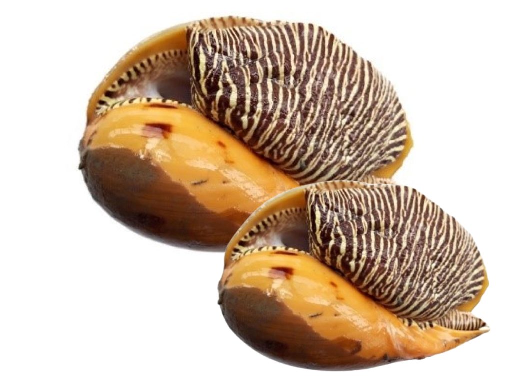 Ốc Giác sống