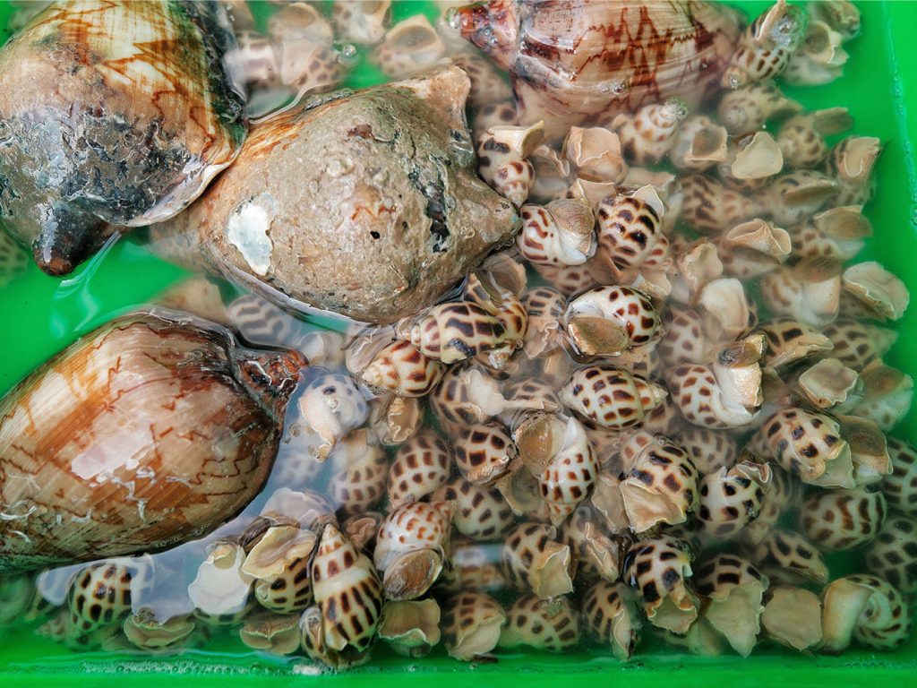 Ốc Hương sống