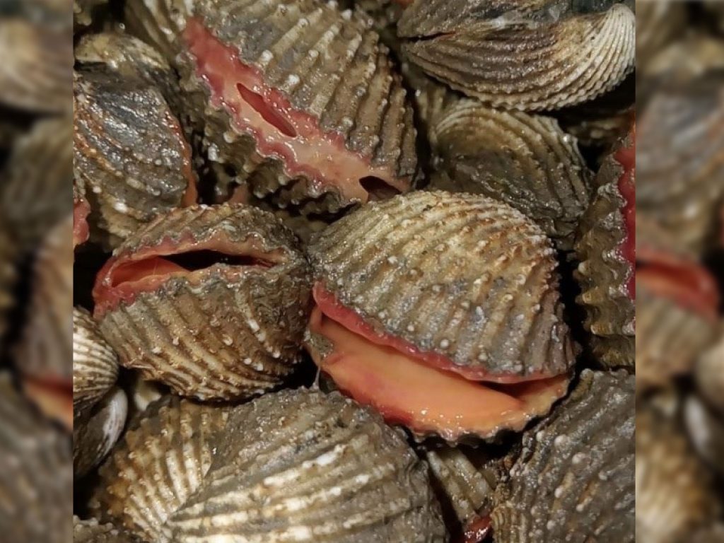 Sò Huyết cồ