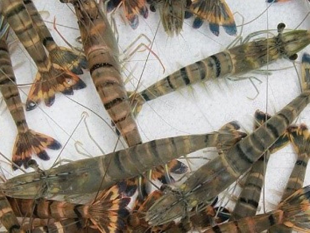 Tôm Sú sống
